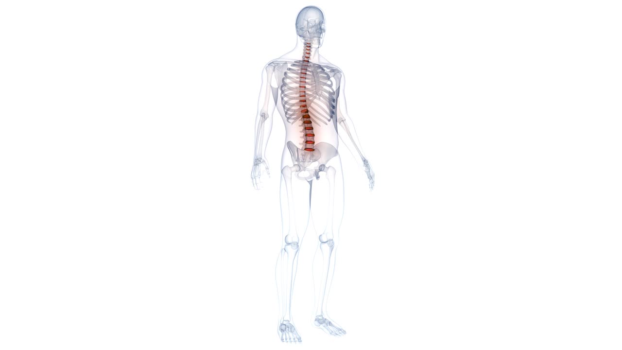 人体骨骼系统的脊髓脊柱解剖动画概念视频下载