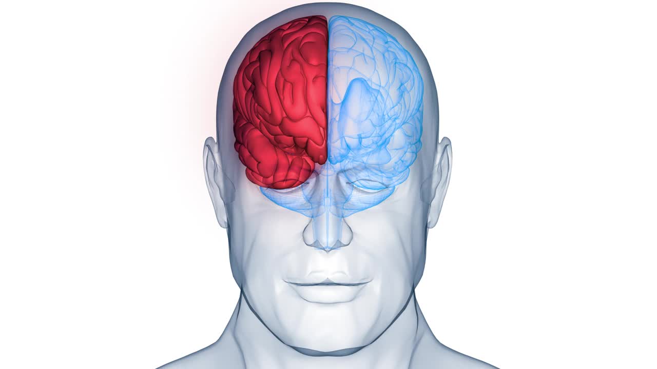 人体神经系统中枢器官脑解剖动画概念视频下载