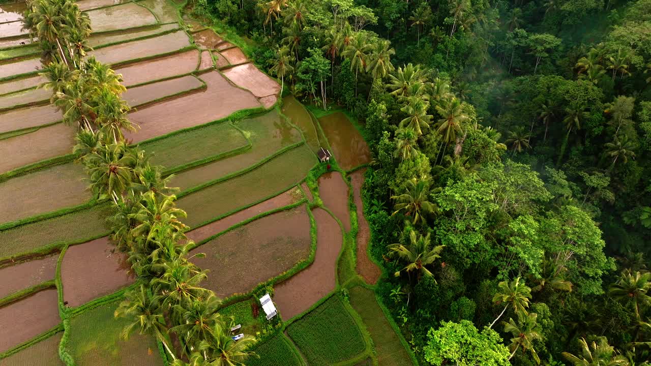 印尼乌布巴厘岛Banjar Mancingan水稻梯田航拍-无人机4K视频下载