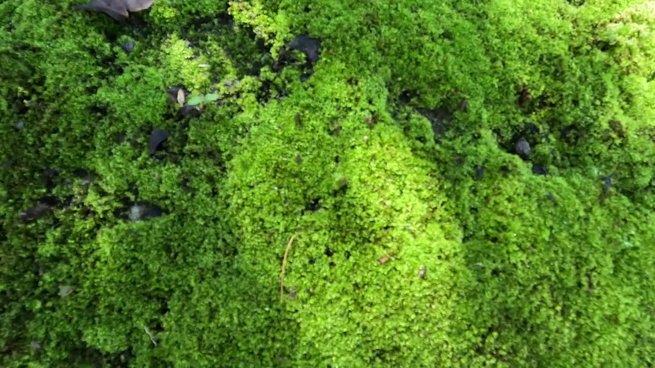 岩石上的苔藓(苔藓植物)，它们的特点是大小有限，喜欢潮湿的栖息地。这张照片也适用于框架、报价、背景、艺术品或其他项目。视频下载