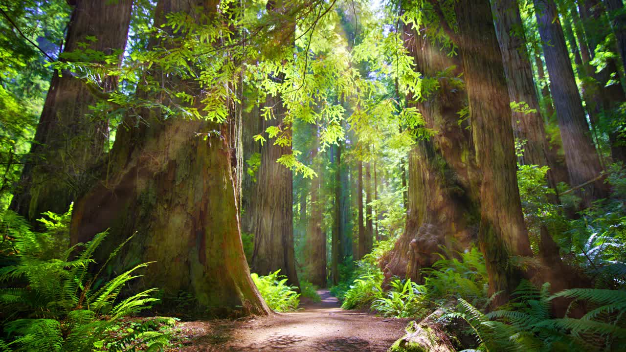 梦想森林里的小路，阳光和日出时的魔雾视频下载