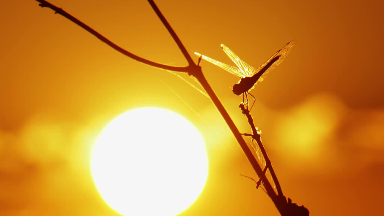 蜻蜓的剪影背光的阳光和日落背景视频下载