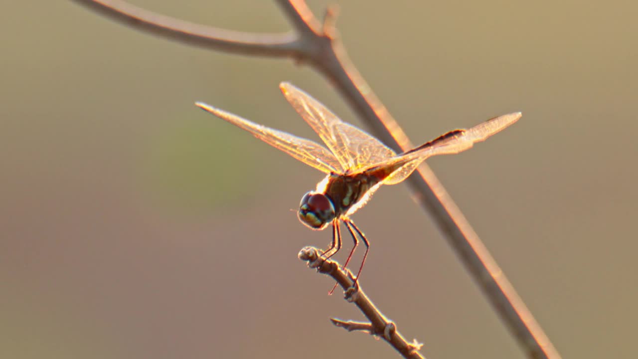 一只蜻蜓的剪影，在阳光的照射下栖息在树枝上视频下载