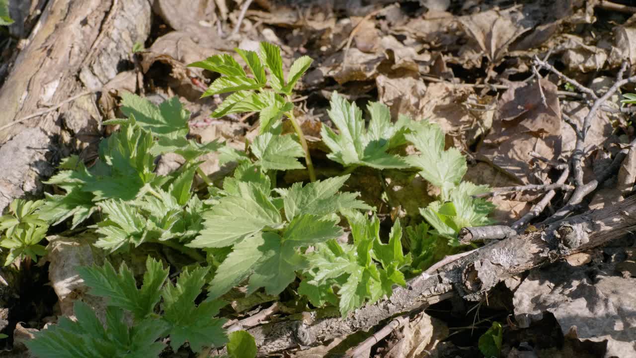 春天，乌拉尔南部灌木丛中的西伯利亚赫拉库姆(Heraculum sibiricum)幼芽。视频下载