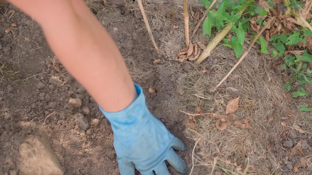 一位妇女戴着手套的手在家里的花园床上挖土豆根。土壤中成熟的白马铃薯根视频素材