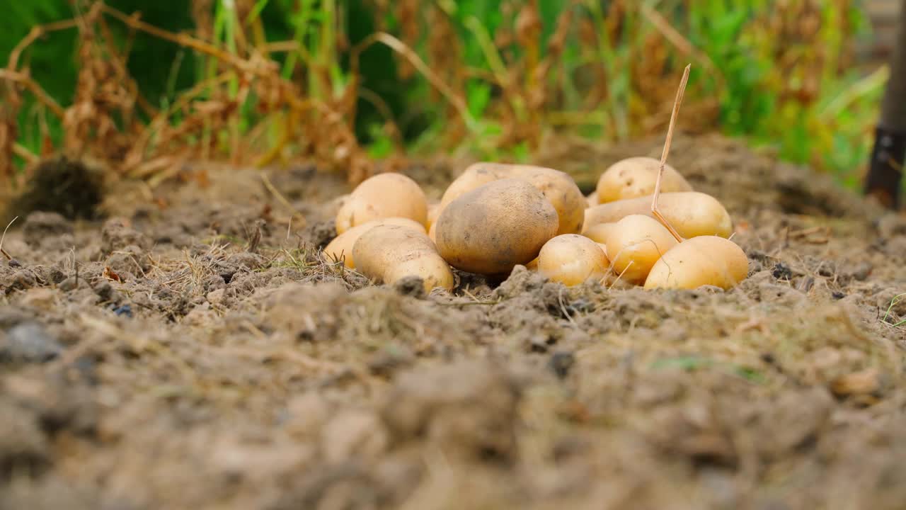 自制的收获土豆躺在菜园床上的土壤上，特写视频下载