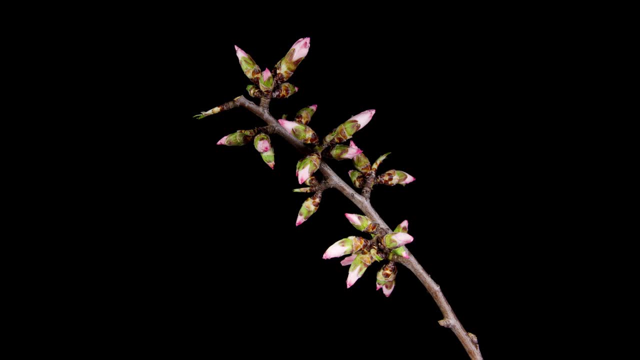 杏仁花在黑色背景上的延时绽放。宏延时视频的春天树开花的树枝。自然的诞生视频下载