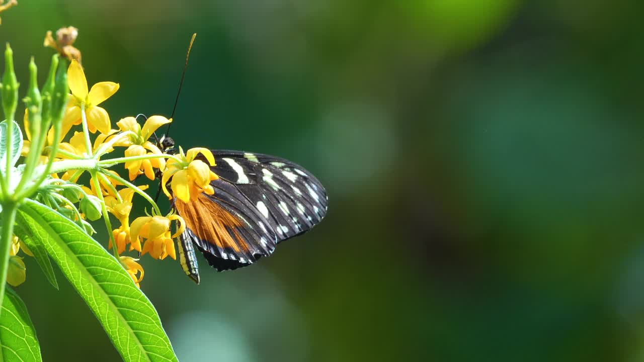 慢动作的草蛉蝴蝶视频素材