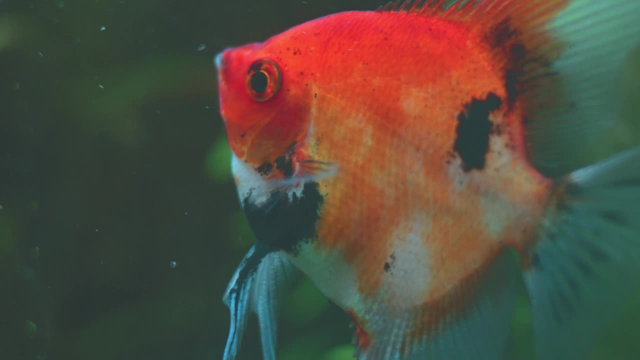 鱼缸里的金鱼视频下载