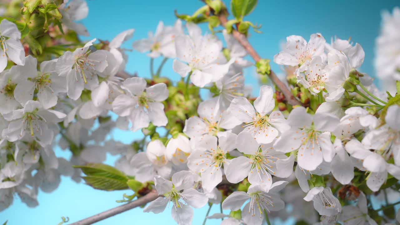 树枝上的白色樱花视频下载