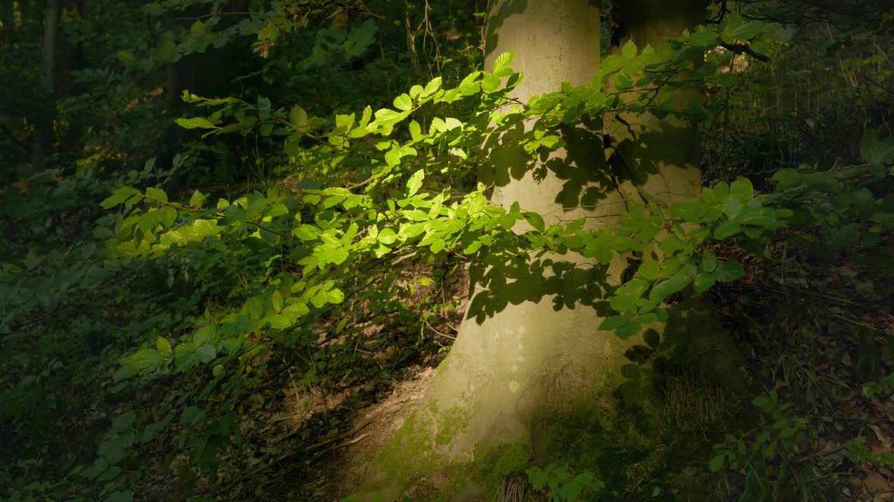 一片忧郁的阳光照在森林里的树干上视频下载