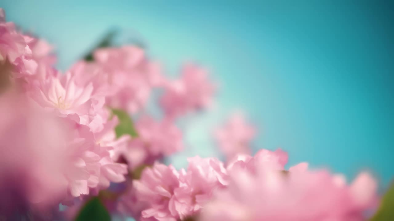 粉红色的樱花在树枝上绽放视频下载