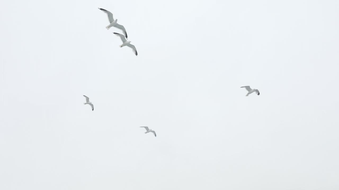 一群海鸥在牛奶天空的背景下飞翔视频下载