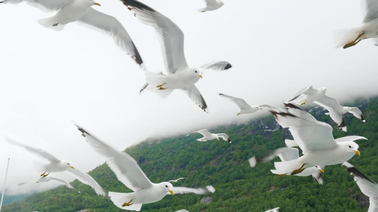 在挪威峡湾的背景下，一群海鸥从一艘游轮的侧面飞出。跟随拍摄视频下载