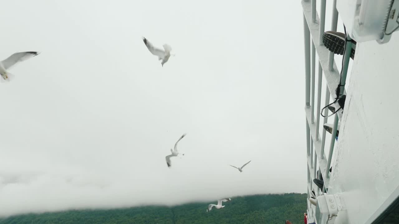 海鸥在一艘游船的船舷附近飞翔，游客在那里给它们喂食视频下载
