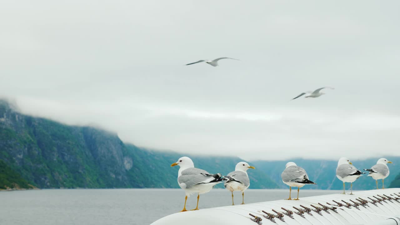 几只海鸥坐在船上，背景是风景如画的挪威峡湾。背景中的山被雾覆盖着。视频下载
