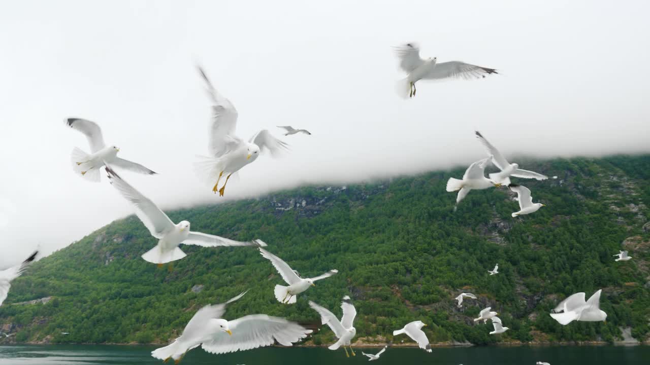 一群海鸥在多云的天空和群山中飞翔。挪威峡湾视频下载