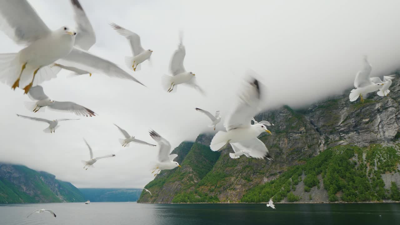 等待款待的海鸥在游轮后面飞翔。在挪威和峡湾旅行视频下载