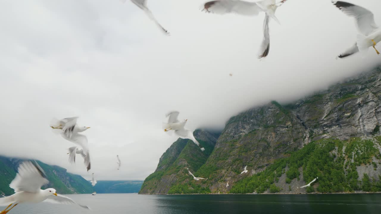 鸟儿在风景如画的挪威峡湾的背景下盘旋。挪威和斯堪的纳维亚半岛的自然视频下载