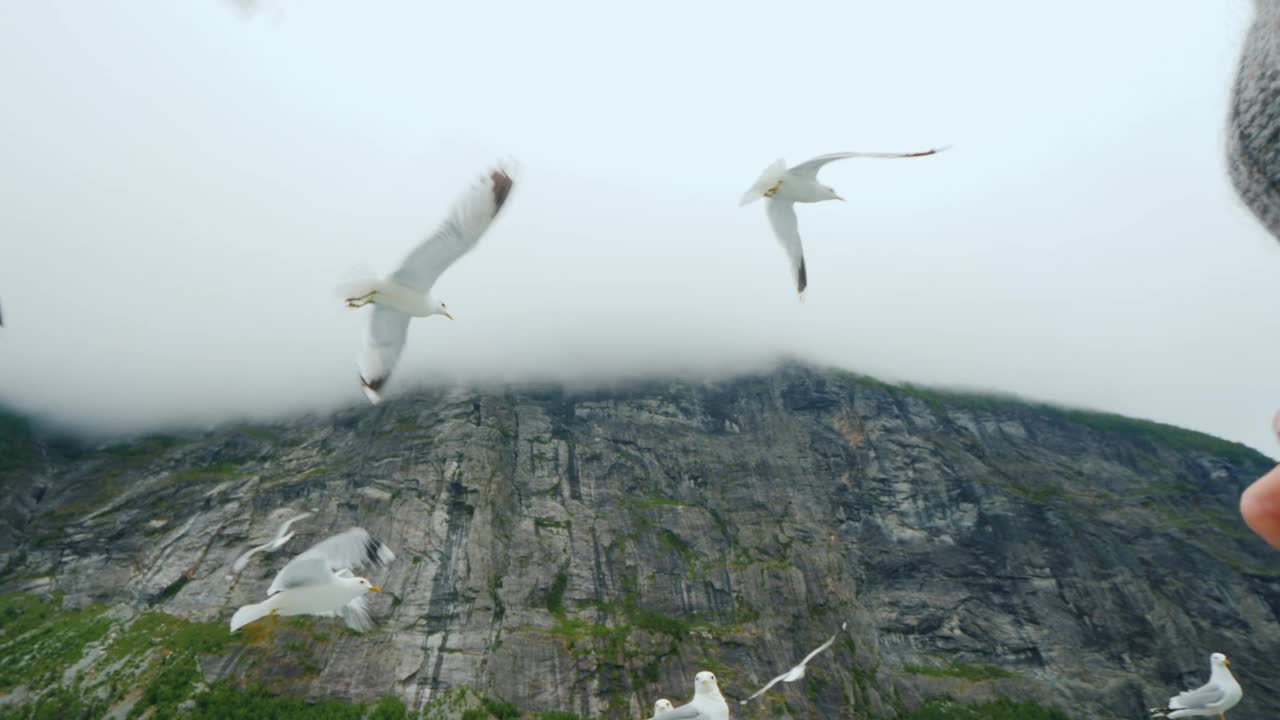 一个人从易上当的人手里喂易上当的海鸥。在穿越斯堪的纳维亚峡湾的旅程中，以美丽的山脉为背景视频下载