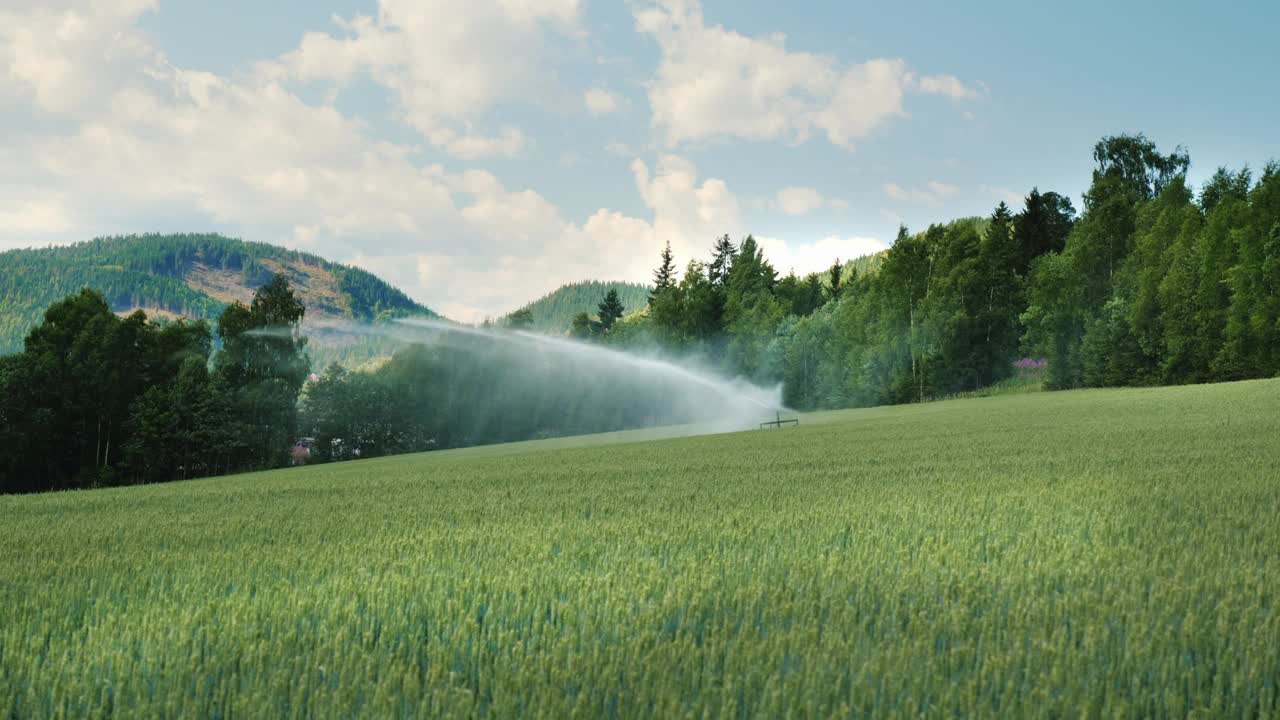 灌溉系统灌溉着绿色的麦田。挪威的农业视频下载