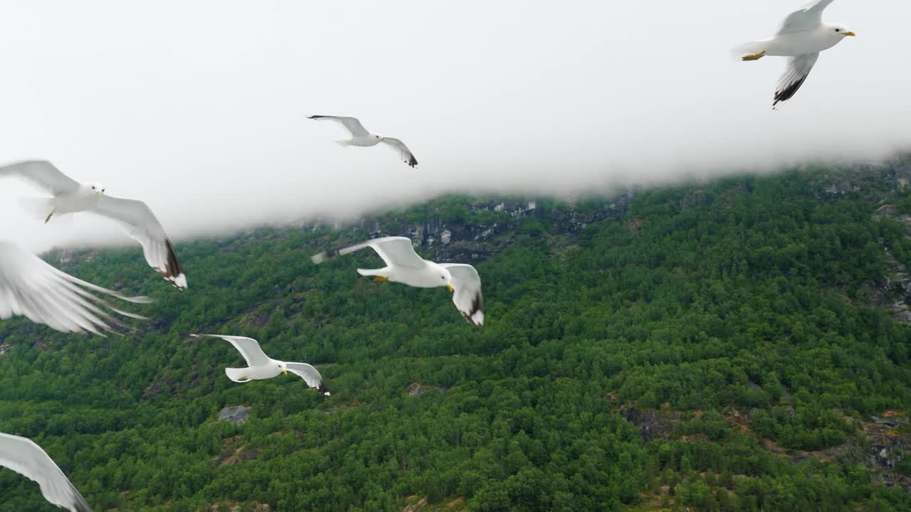 一群正在飞行的海鸥。以风景如画的山脉和峡湾为背景。跟随拍摄视频下载