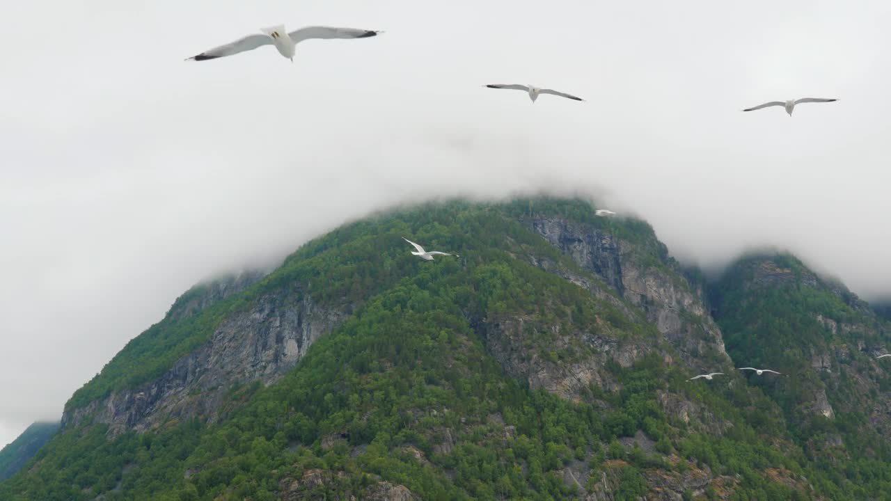 海鸥在山的背景下盘旋，山顶隐藏在云中。挪威的自然视频下载