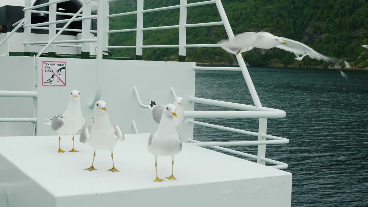 傲慢的海鸥吃面包，扔给游客。背景是一块关于禁止喂鸟的碑文视频下载