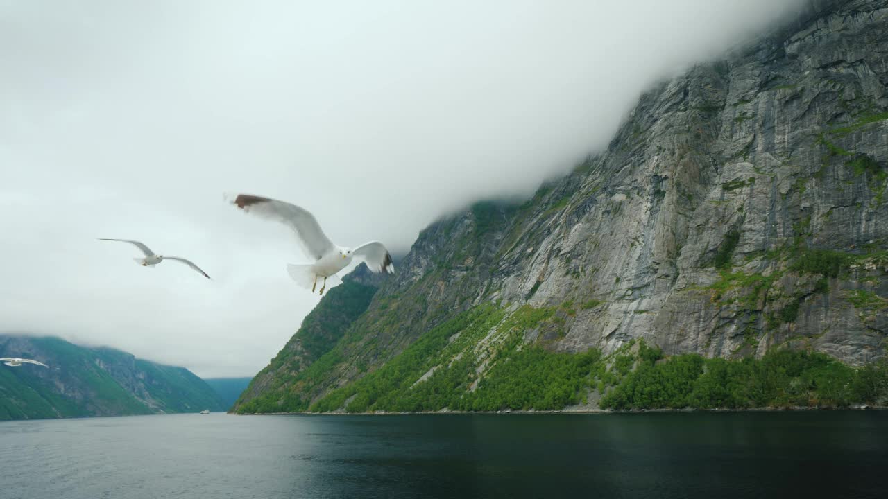 优美的海鸥在美丽的挪威峡湾的背景下飞翔。跟踪视频视频下载