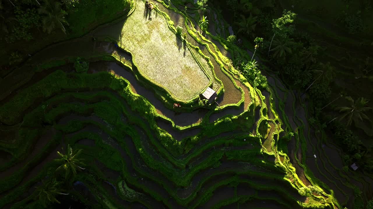 印尼巴厘岛Tegallalang水稻梯田航拍-无人机4K视频下载