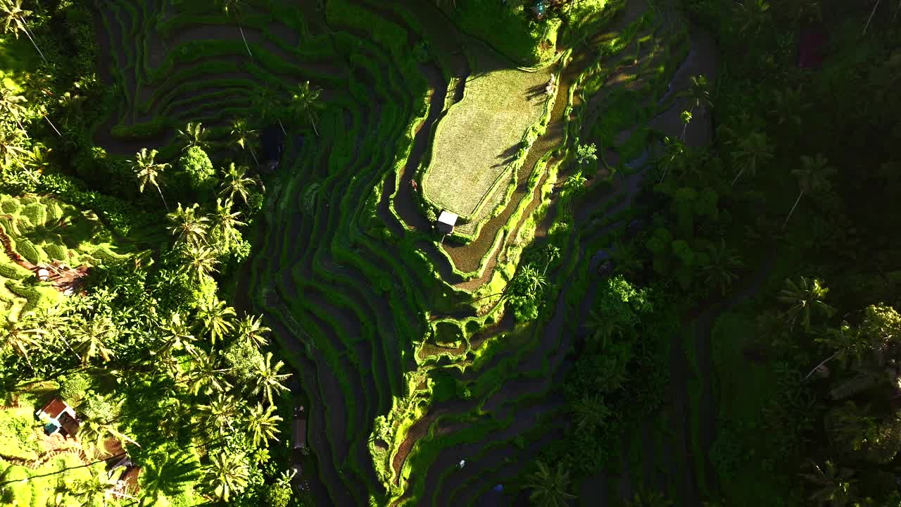 印尼巴厘岛Tegallalang水稻梯田航拍-无人机4K视频下载