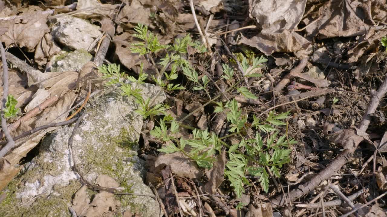 乌拉尔南部，块茎丁烯(Chaerophyllum prescottii)的芽在春季的林下生长。视频下载