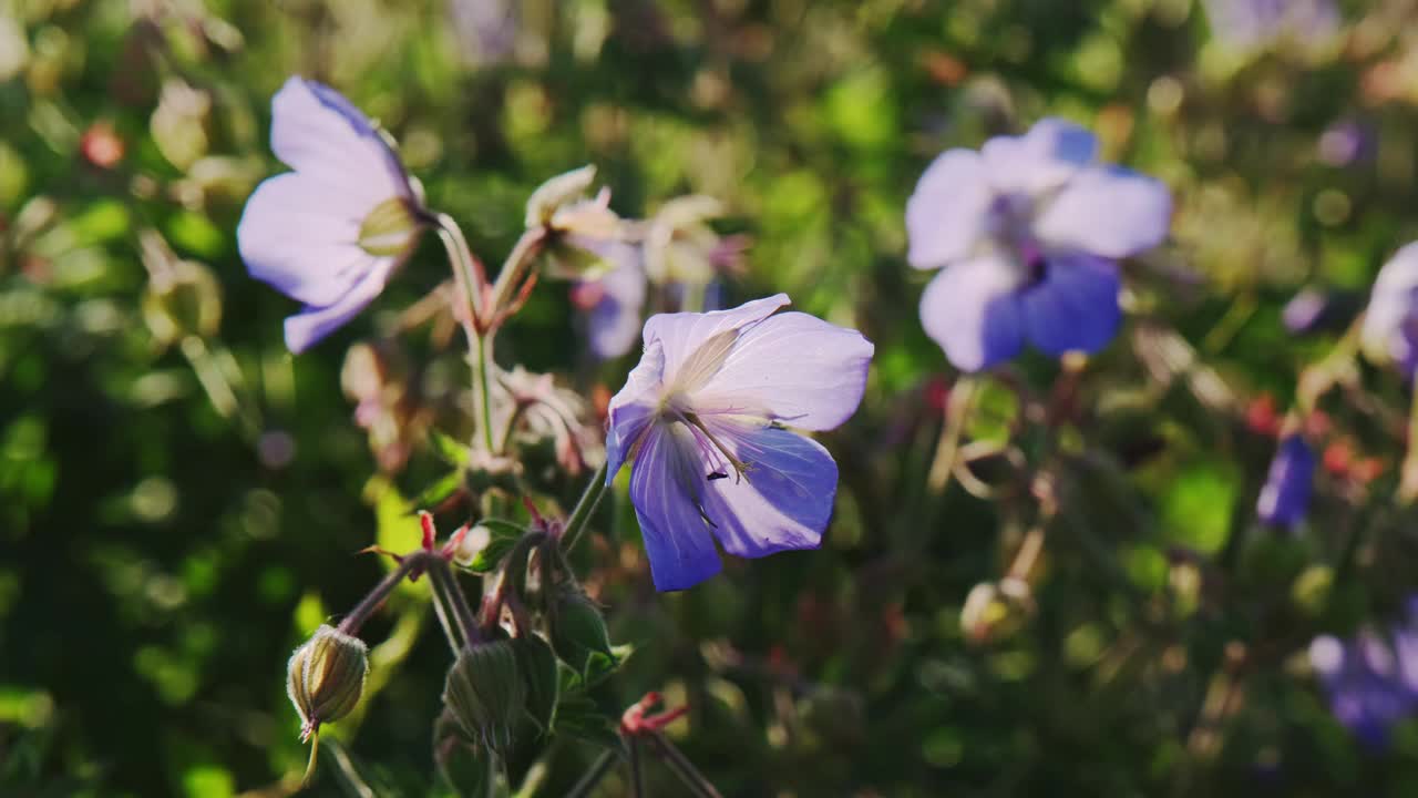 草地上开着蓝色的花。春天的时候，4K视频。视频下载