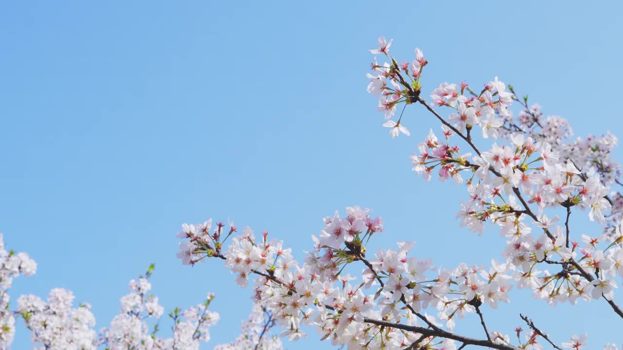 以蓝天为背景的樱花视频下载