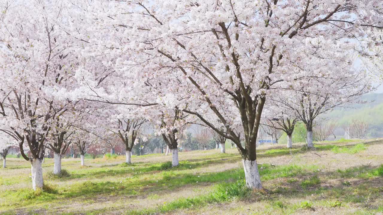 樱桃树林视频下载