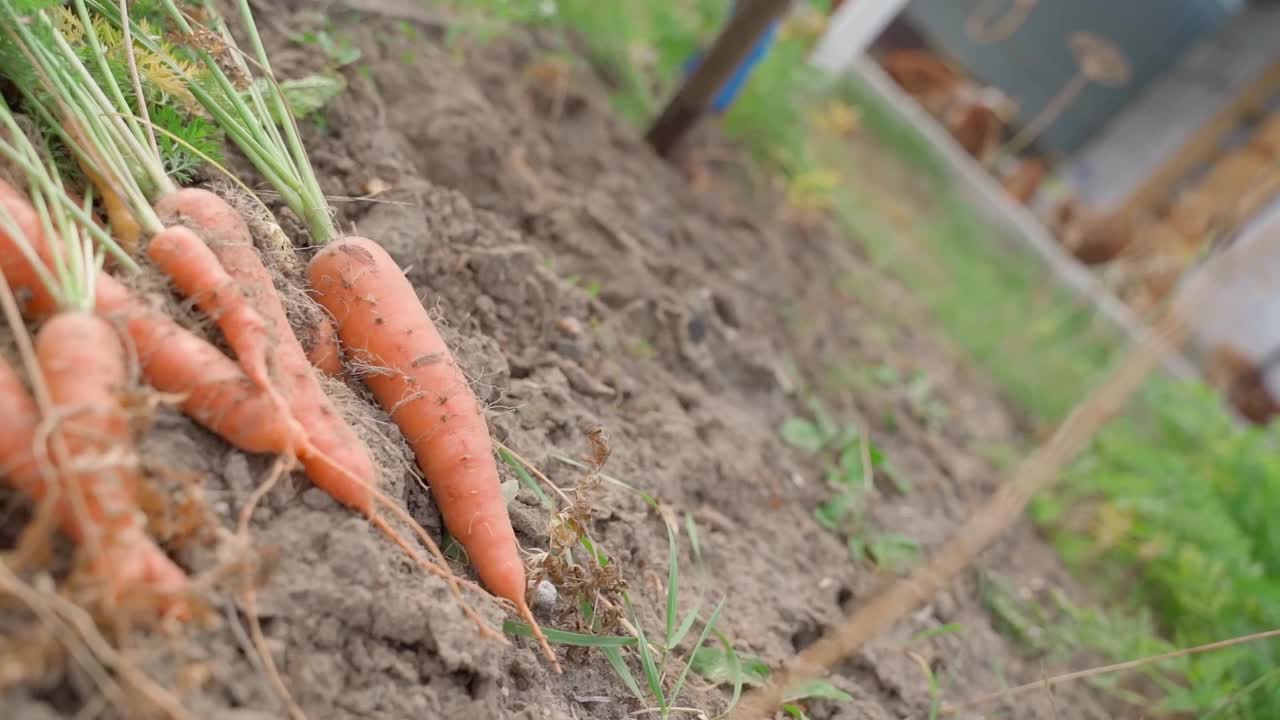 从蔬菜园床上收获成熟的胡萝卜，收获在前景视频素材