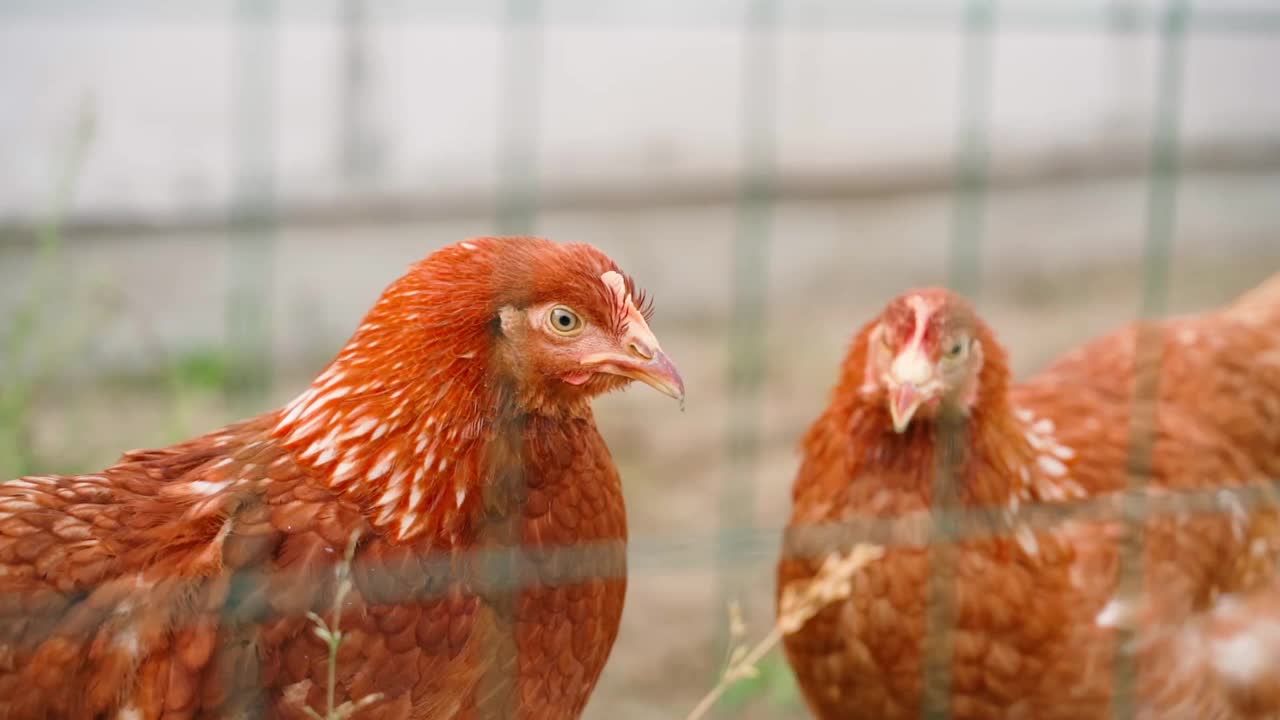 在围场的栅栏后面，罗曼布朗(Lohmann Brown)种的母鸡视频素材