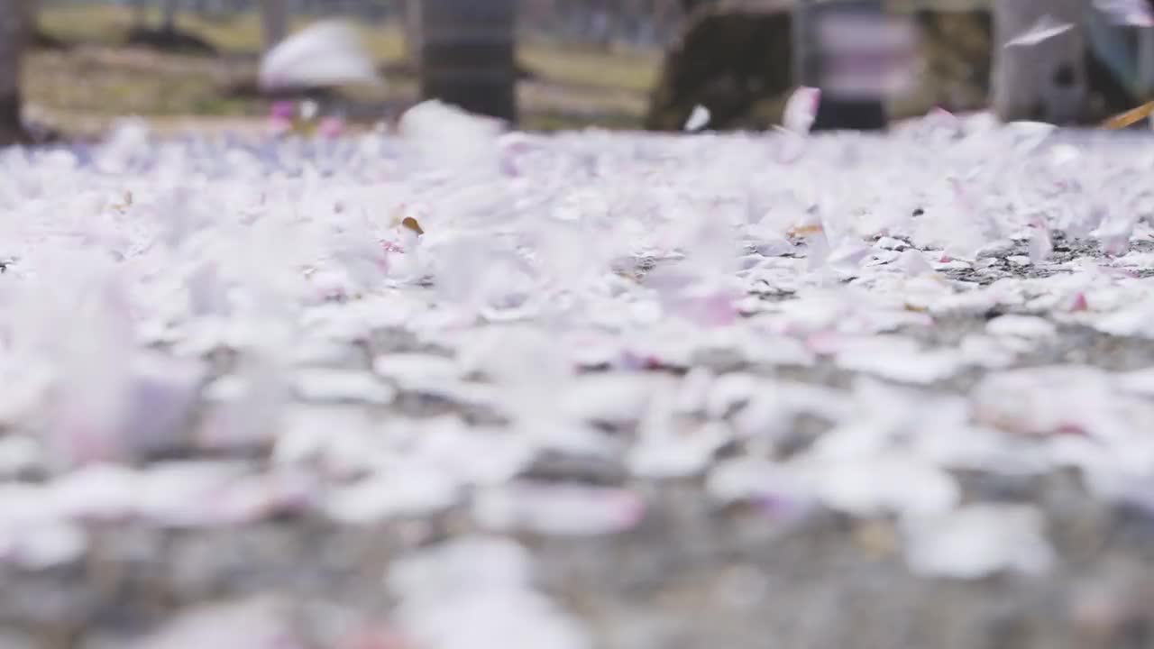 樱花花瓣落在地上，被风吹着视频下载
