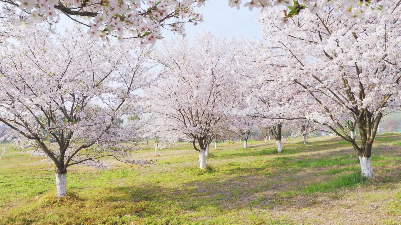 樱桃树林视频下载