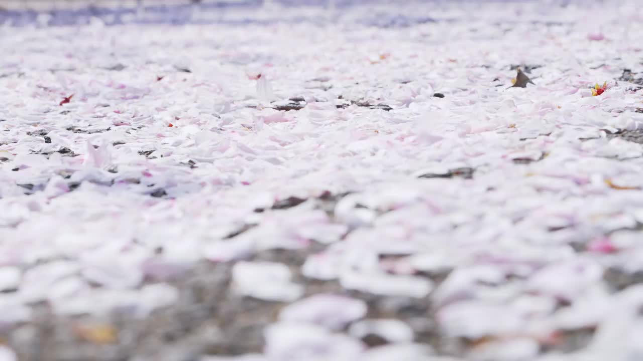 樱花花瓣落在地上，被风吹着视频下载