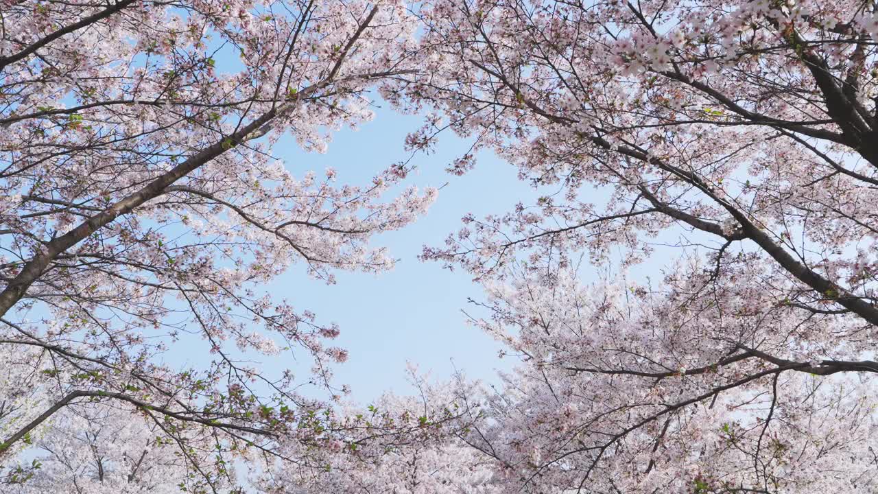 以蓝天为背景的樱花视频下载