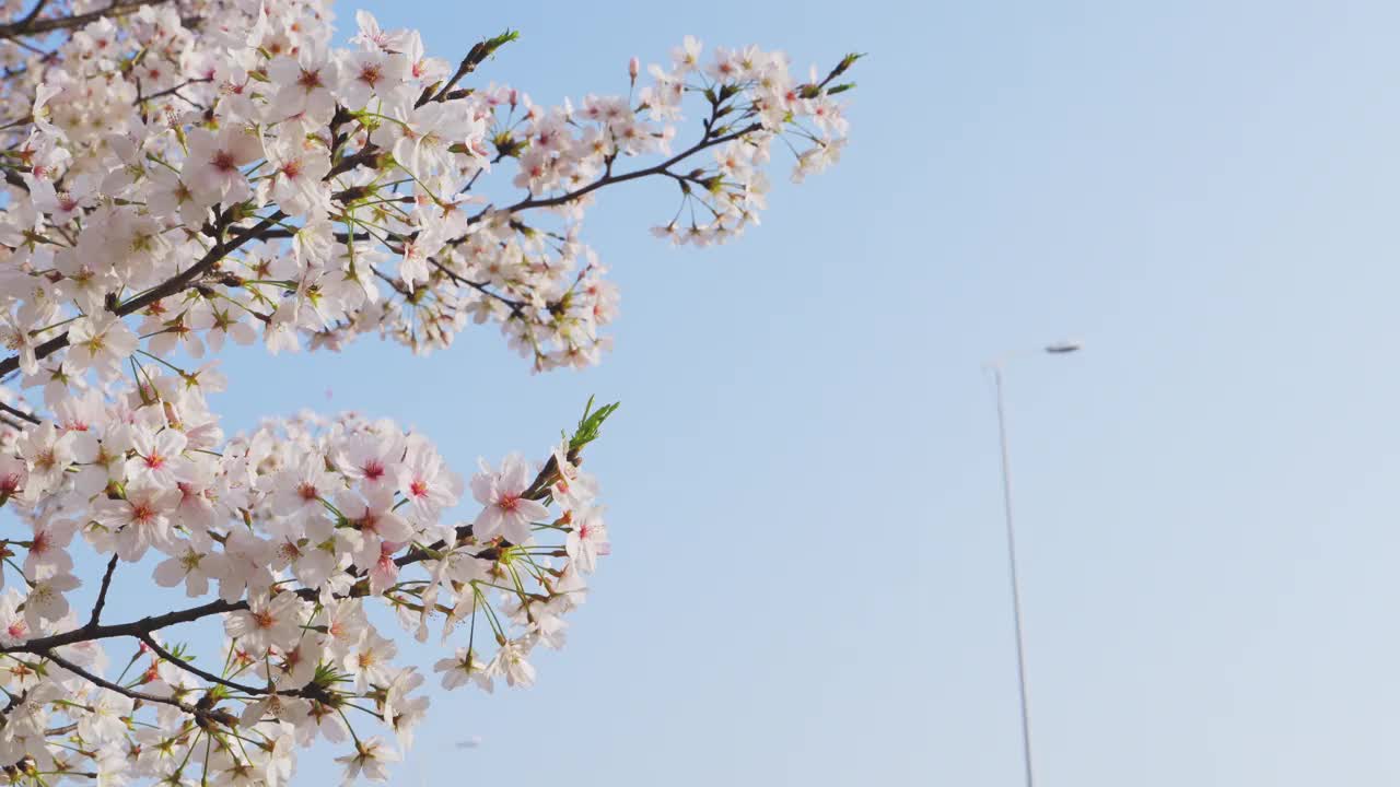樱花背景与蓝天和路灯视频下载