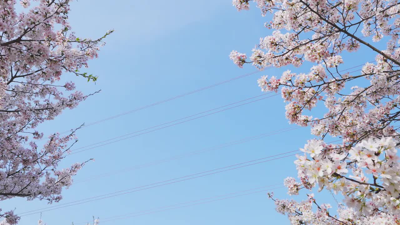 樱花背景与蓝天和电线视频下载