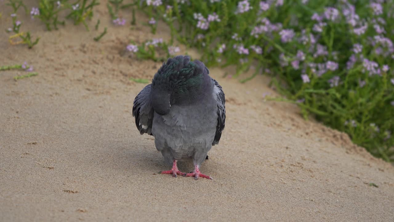 一只灰色的鸽子坐在沙滩上擦亮自己的羽毛视频素材