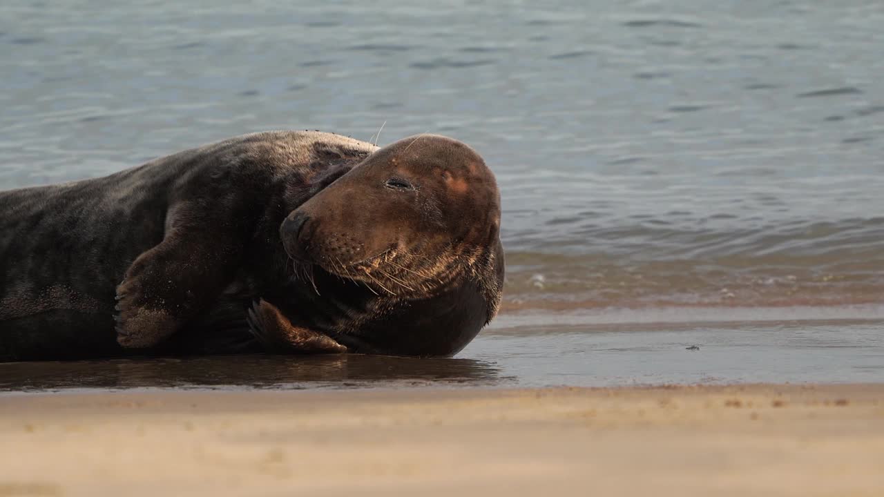 一只成年灰海豹躺在沙滩上视频下载