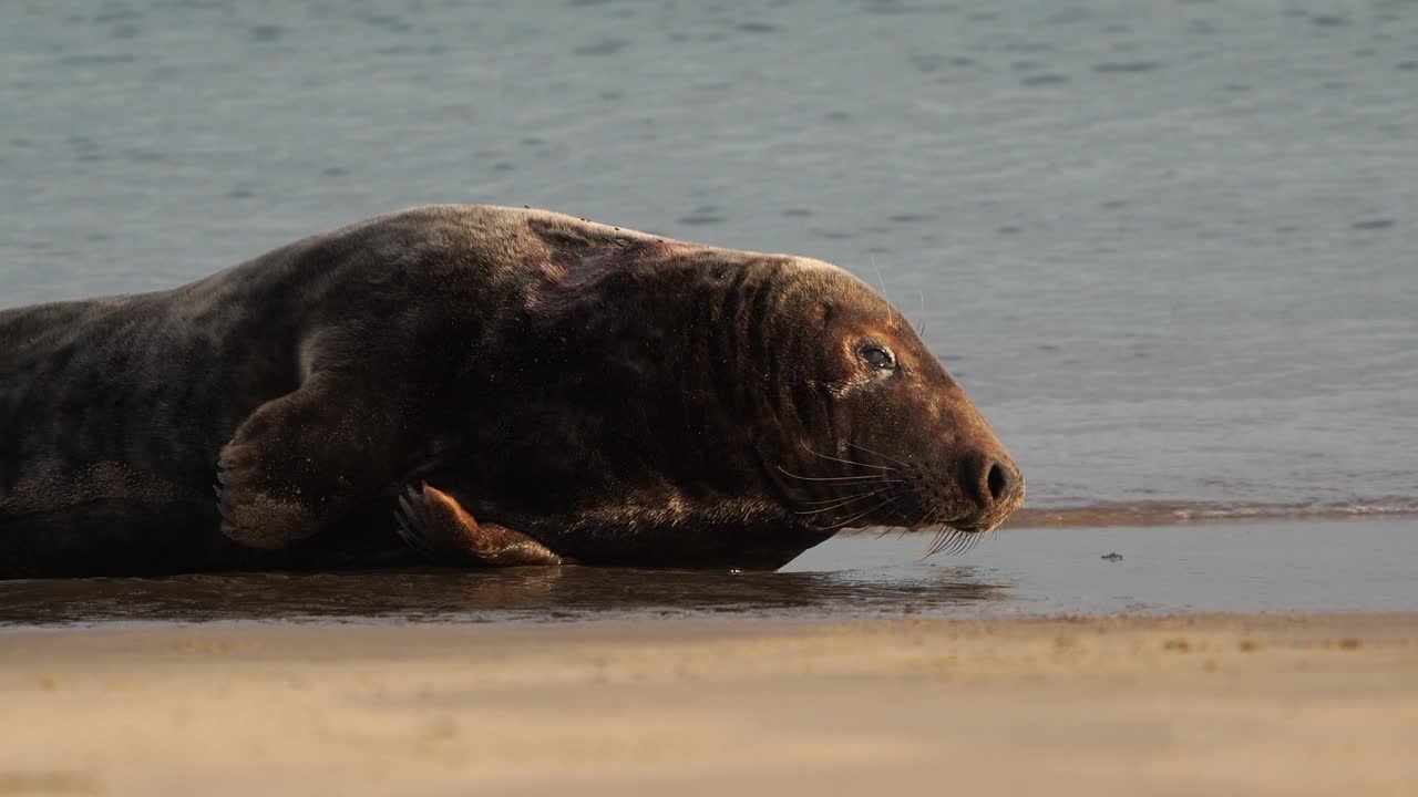 一只成年灰海豹躺在沙滩上视频下载