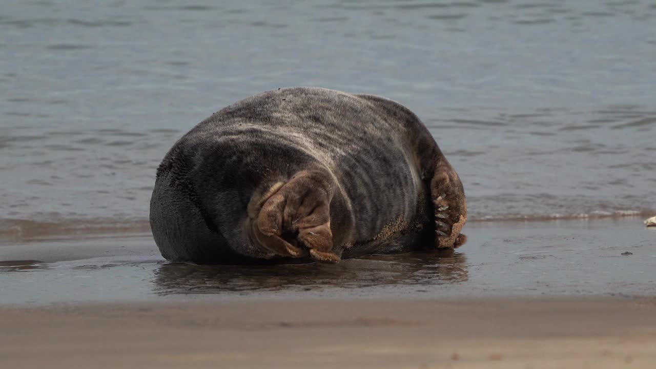 一只成年灰海豹(Halichoerus grypus)背朝着你躺在沙滩上视频下载