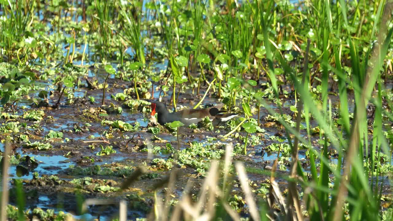 佛罗里达湿地的芦苇和九分钱草中常见的食雀花视频下载