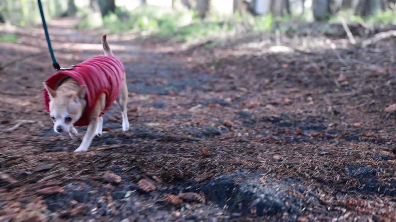 一只狗穿着红色的外套走在一条土路上视频下载