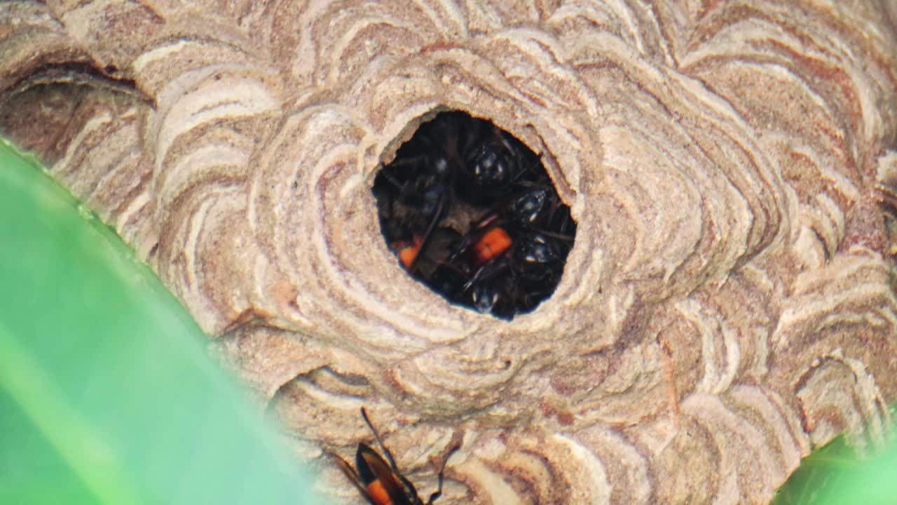 大黄蜂在树上筑巢视频下载